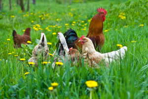 pasture_chickens-resized-600