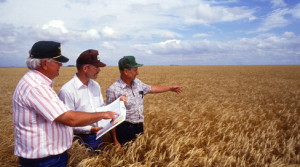 farmers-in-wheat-field_78733_56707
