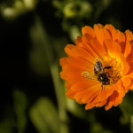 bee flower spring calendula 420x280