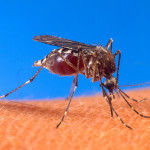 800px-Aedes_aegypti_biting_human