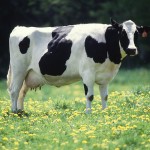 800px-Dairy_cow