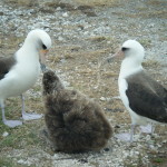 Laysan_Albatross_parents_with_chick