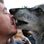 Raven_the_wolf_licks_a_visitor