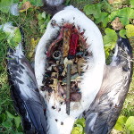 Laysan_albatross_plastic_filled_stomach