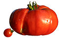 120px-Diversité_taille_tomates