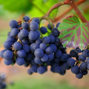 grapes-1717389_1280
