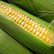 Image for In the News: France Bans Monsanto GMO Corn Ahead of Planting Season, Colorado Supreme Court Overturns ?Big Food? Challenge, Keeps GMO Labeling Bill Alive