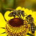 Image for Take Action: Are Your ?Bee-Friendly? Garden Plants Actually Killing Bees?, Tell Dr. Weil: Get the GMOs out of Supplements, Tell Congress to Label GE Food!