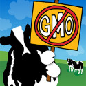 Visit: In the News: Chefs Speak Out Against Fracking, How Did GMO Wheat End Up in Oregon?, Japan and South Korea Ban U.S. Wheat Imports, Ben & Jerry’s Plans to Eliminate GMO Ingredients Image for In the News: Chefs Speak Out Against Fracking, How Did GMO Wheat End Up in Oregon?, Japan and South Korea Ban U.S. Wheat Imports, Ben & Jerry’s Plans to Eliminate GMO Ingredients