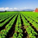 Visit: In the News: Farm Bill Update, Representatives Introduce Pollinator Protection Bill, New York to Hold Public Hearing on Proposed GMO Labeling Law Image for In the News: Farm Bill Update, Representatives Introduce Pollinator Protection Bill, New York to Hold Public Hearing on Proposed GMO Labeling Law