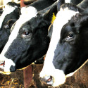 Visit: In the News: Four States Confirm Water Pollution From Gas Drilling, Obama Opens Eastern Seaboard to Oil Exploration, Beef Pollutes More Than Pork & Poultry Image for In the News: Four States Confirm Water Pollution From Gas Drilling, Obama Opens Eastern Seaboard to Oil Exploration, Beef Pollutes More Than Pork & Poultry