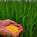 Visit: In the News: FDA Approves Gluten-Free Label, Farmers Destroy ?Golden Rice? GMO Trials in Philippines, Poor Children Show a Decline in Obesity Rate Image for In the News: FDA Approves Gluten-Free Label, Farmers Destroy ?Golden Rice? GMO Trials in Philippines, Poor Children Show a Decline in Obesity Rate