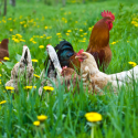 Image for Take Action: Let Organic Chickens Roam Outdoors,Tell the USDA to Reject the GE Apple!, Show Bees Some Love
