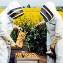 Image for In the News: Victory for Mexico Beekeepers as Monsanto Loses GM Permit, USDA Releases Final Rule to Privatize Poultry Inspection, Vermont Law School Becomes First BEE Protective Campus