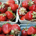 Image for In The News: The Future Of Food Is On The Table; Your “Organic” Strawberries Aren’t Really Organic; Wide Use of Antibiotics Allows C. Diff to Flourish; Scientists Warn to Expect More Weather Extremes