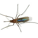 Visit: In The News: Scientists Go Ahead With Testing the First GM Human Embryo; Zika Outbreak in Same Location Where GM Mosquitoes Were Released Last Year; Bacteria From Mother May Colonize Cesarean Births Image for In The News: Scientists Go Ahead With Testing the First GM Human Embryo; Zika Outbreak in Same Location Where GM Mosquitoes Were Released Last Year; Bacteria From Mother May Colonize Cesarean Births