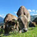 Visit: Growing Organic Just Got Easier, maybe?; Trump’s Wall Could Cause Food System to Suffer; The Future or Dairy Farmers; Gene Editing Could Be Easier Than Microsoft; Urban Forests Rising; Animal Welfare Builds Support; Food Stamps Go Online Image for Growing Organic Just Got Easier, maybe?; Trump’s Wall Could Cause Food System to Suffer; The Future or Dairy Farmers; Gene Editing Could Be Easier Than Microsoft; Urban Forests Rising; Animal Welfare Builds Support; Food Stamps Go Online