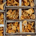 Visit: Farm to Food Bank Tax Bill Approved; Google Helps Track Seafood for Sustainability; Bushwick Grows Mushrooms; Image for Farm to Food Bank Tax Bill Approved; Google Helps Track Seafood for Sustainability; Bushwick Grows Mushrooms;