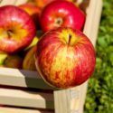 Visit: Reducing Food Waste Continues; Organic Foods You Can Easily Grow; Beacon of Light for Those in Agriculture; Scientists Examine What Went Wrong With Our Tomatoes; Raw Veggies Could Have You Tingling Image for Reducing Food Waste Continues; Organic Foods You Can Easily Grow; Beacon of Light for Those in Agriculture; Scientists Examine What Went Wrong With Our Tomatoes; Raw Veggies Could Have You Tingling